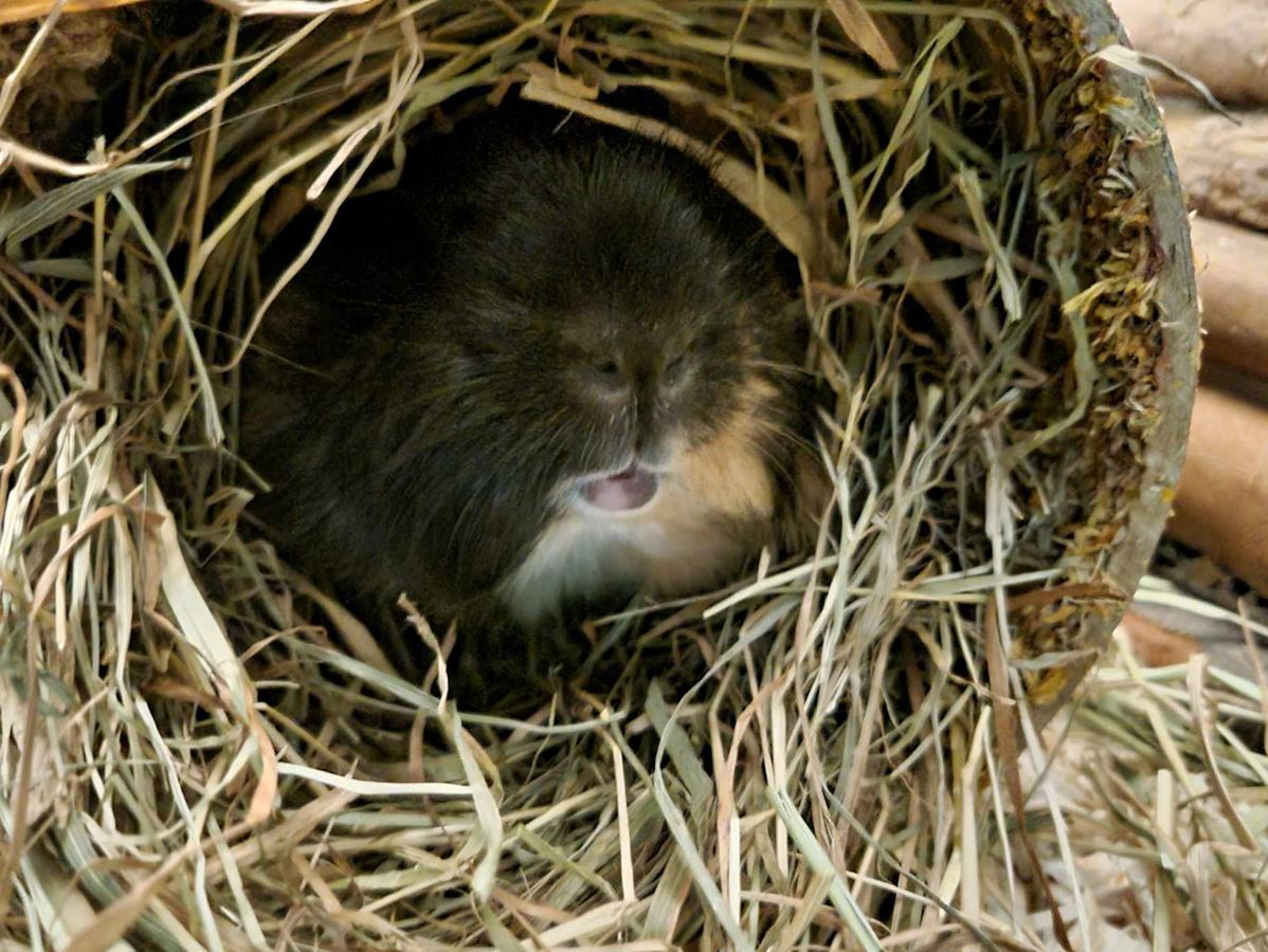 Nala inside a hay tunnel.