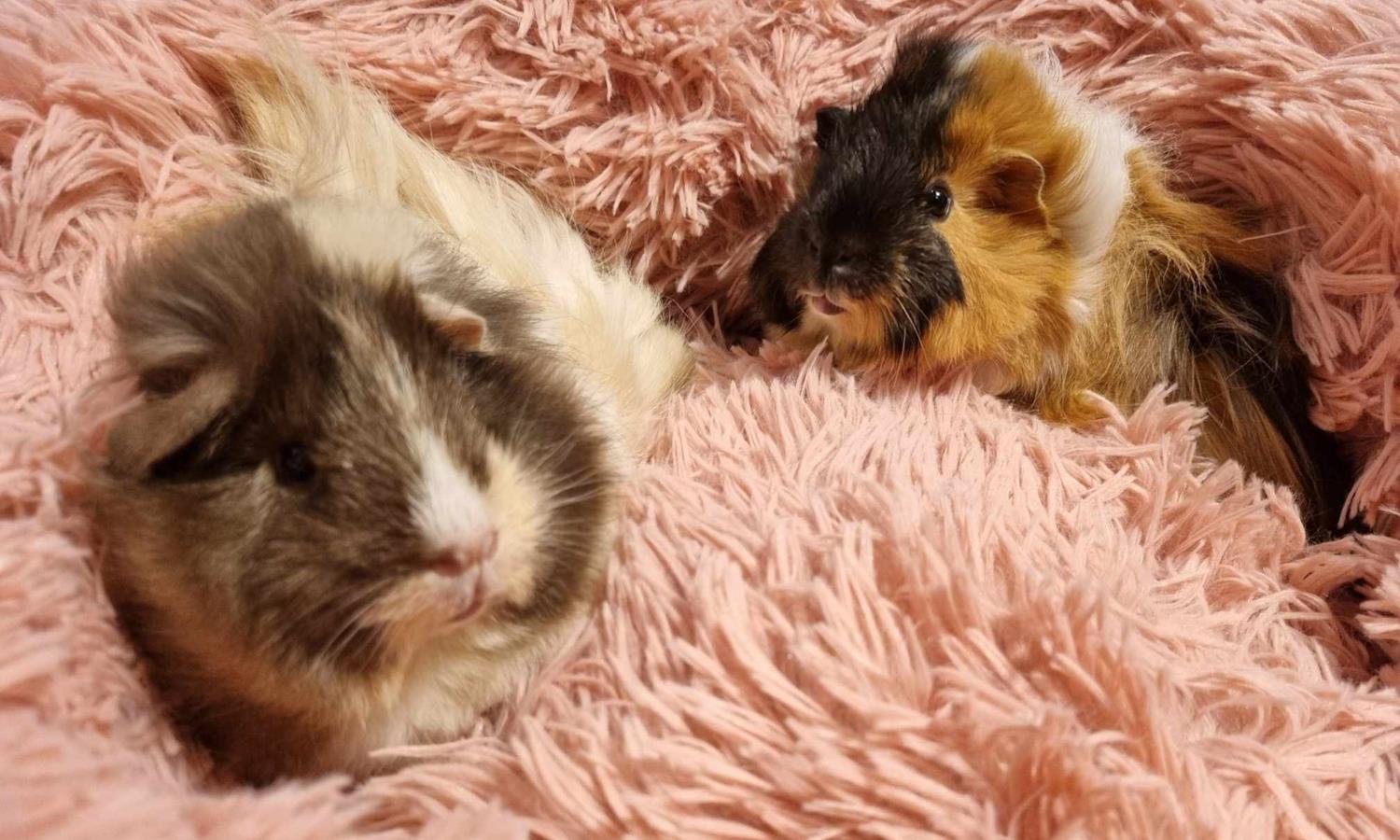 Two guinea pigs on a pillow.